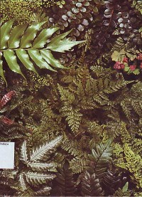 Image of Ferns
