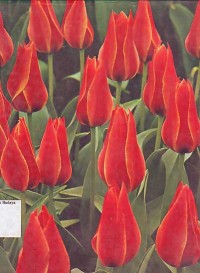 Image of Bulbs