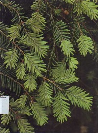 Image of Evergreens