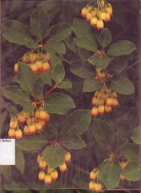 Image of Flowering Shrubs