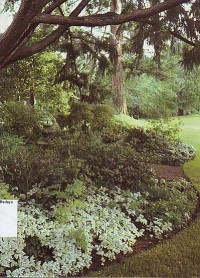 Image of Shade Gardens